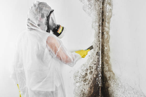 Best Fast Mold Removal  in Cave City, AR