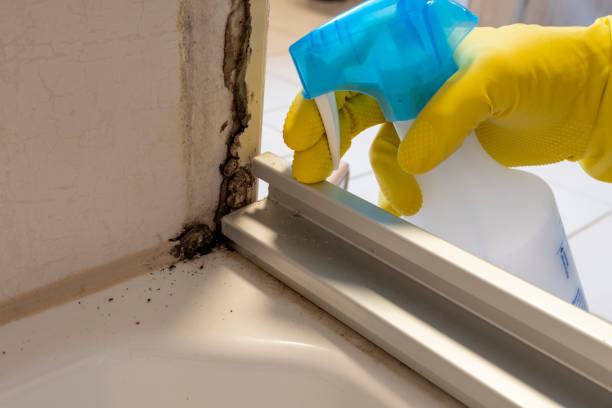 Best Commercial Mold Removal  in Cave City, AR