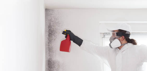 Best Black Mold Removal  in Cave City, AR