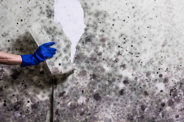 Best Same-Day Mold Removal  in Cave City, AR
