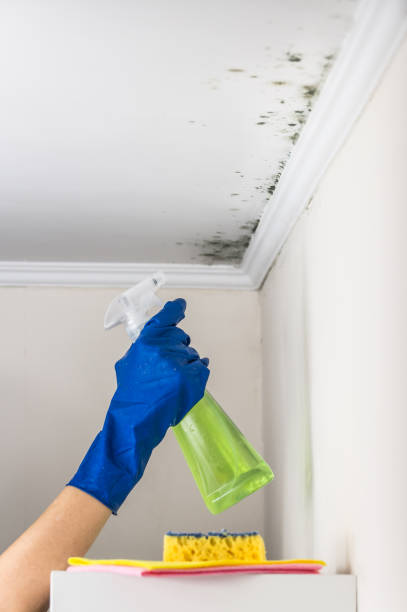 Best Emergency Mold Removal  in Cave City, AR